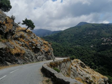 d84vege2.jpg d84vege2.jpg